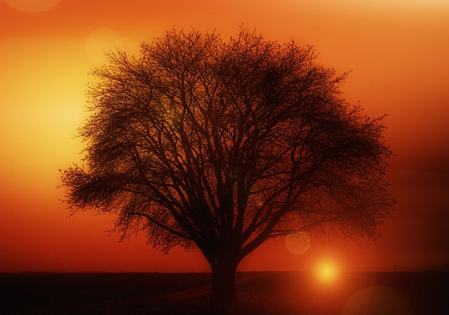 Árbol